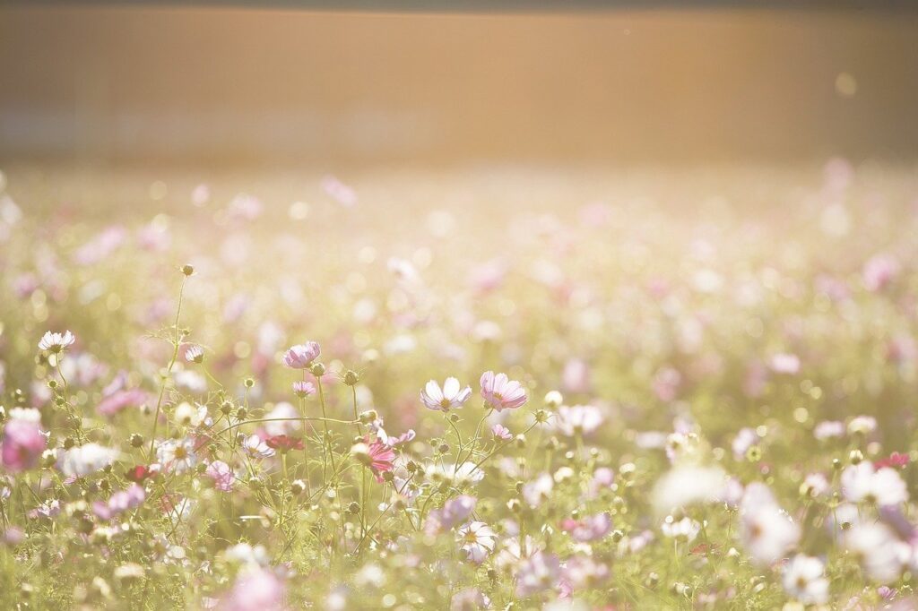 cosmos flowers, flowers, meadow