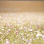 cosmos flowers, flowers, meadow