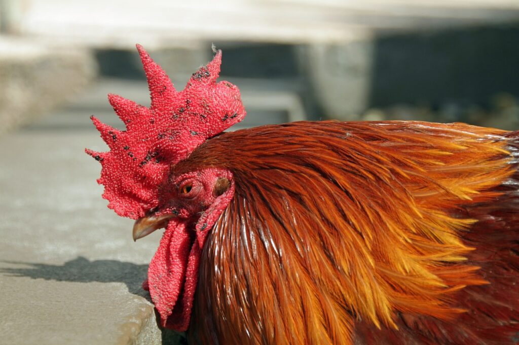 key west, rooster, poultry-4005335.jpg