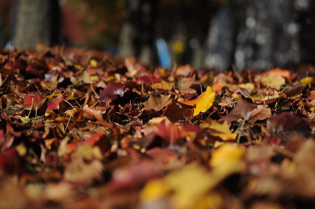 leaves, autumn, fall-101329.jpg