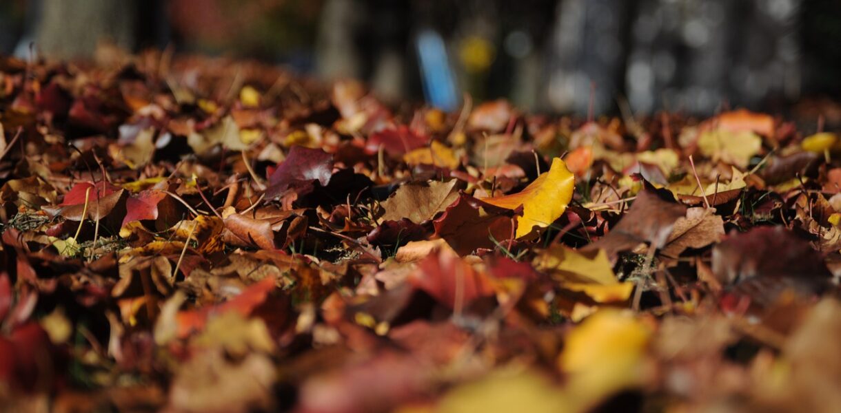 leaves, autumn, fall-101329.jpg