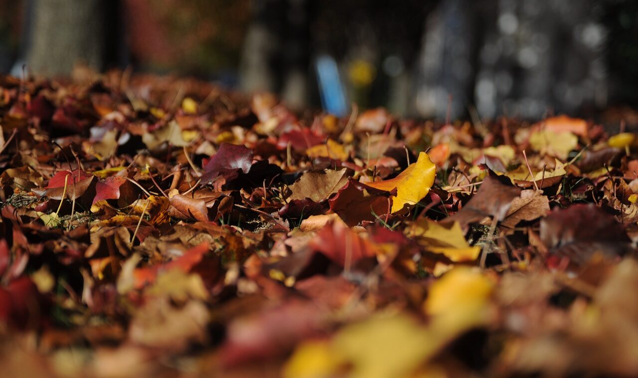 leaves, autumn, fall-101329.jpg