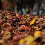 leaves, autumn, fall-101329.jpg