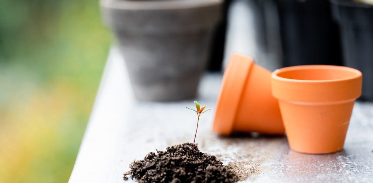 plants, soil, pots-6520443.jpg