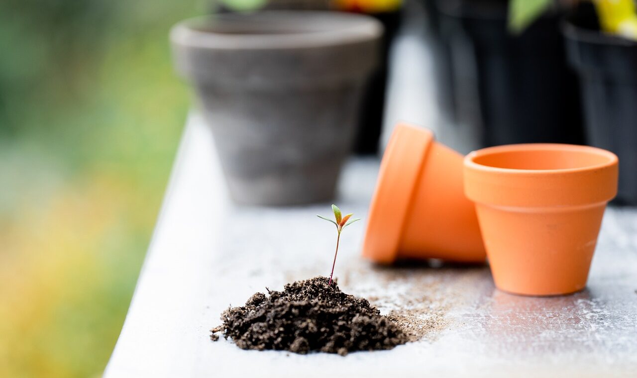 plants, soil, pots-6520443.jpg